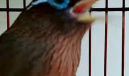 母画眉鸟叫声视频,自然旋律中的生命之歌